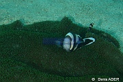 Amphiprion polymnus Stichodactyla haddoni-Liwutonkidi Island 2-18m-20180604-Denis-ADER-DSC_4008_tn
